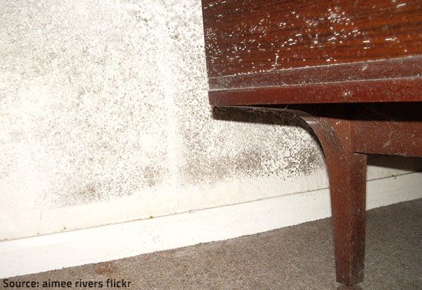 Identifying Mold Odors and Removing them from Your Home