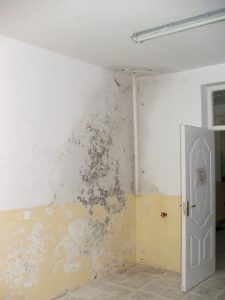 Mold on the Wall