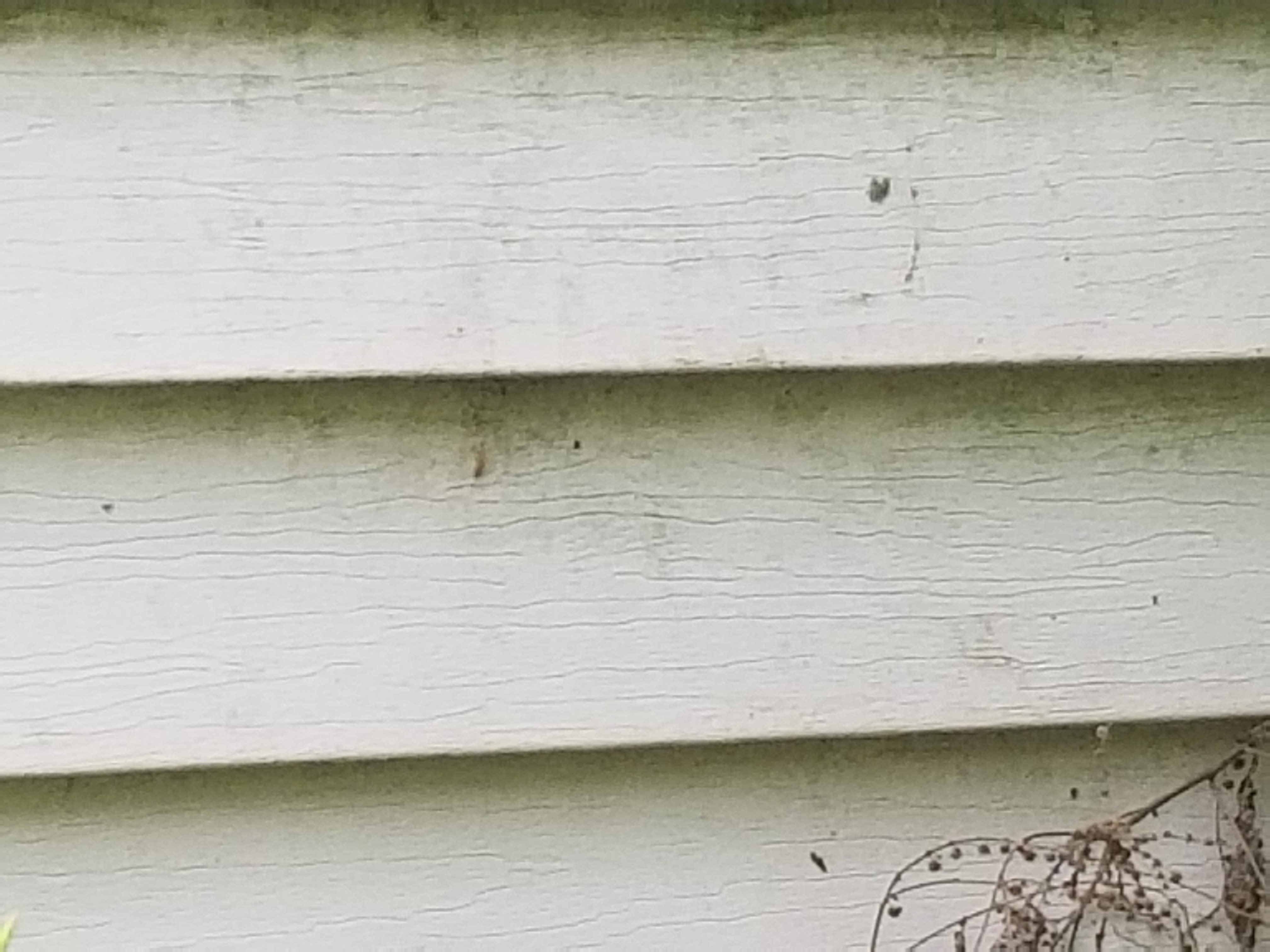 How to Prevent and Clean Mold on Your Home’s Siding