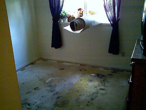 How to Identify, Remove, and Prevent Mold In Carpet