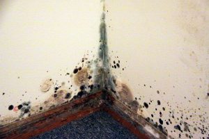 Mold on a wall