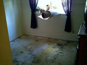 In any event that you are overwhelmed by mold on your carpet, call for professional mold removal services