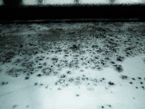 Even during the winter months can mold develop and spread quickly.