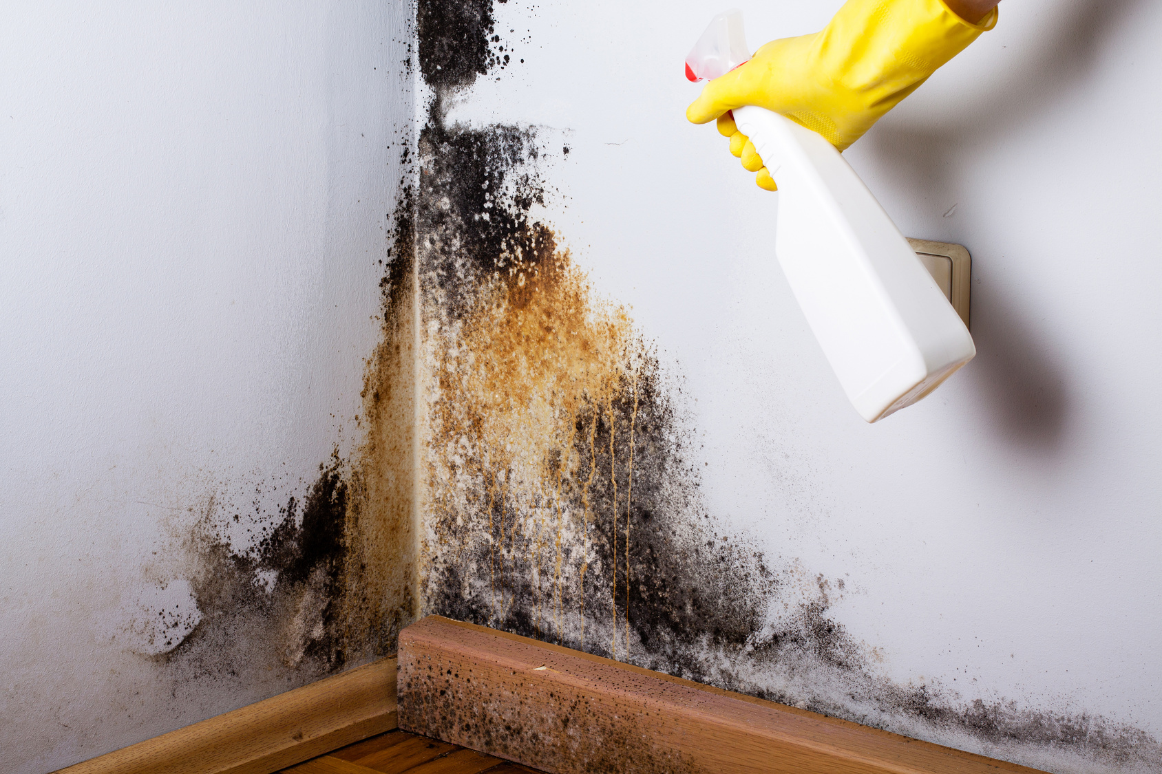 Appliances that Commonly Experience Mold Growth