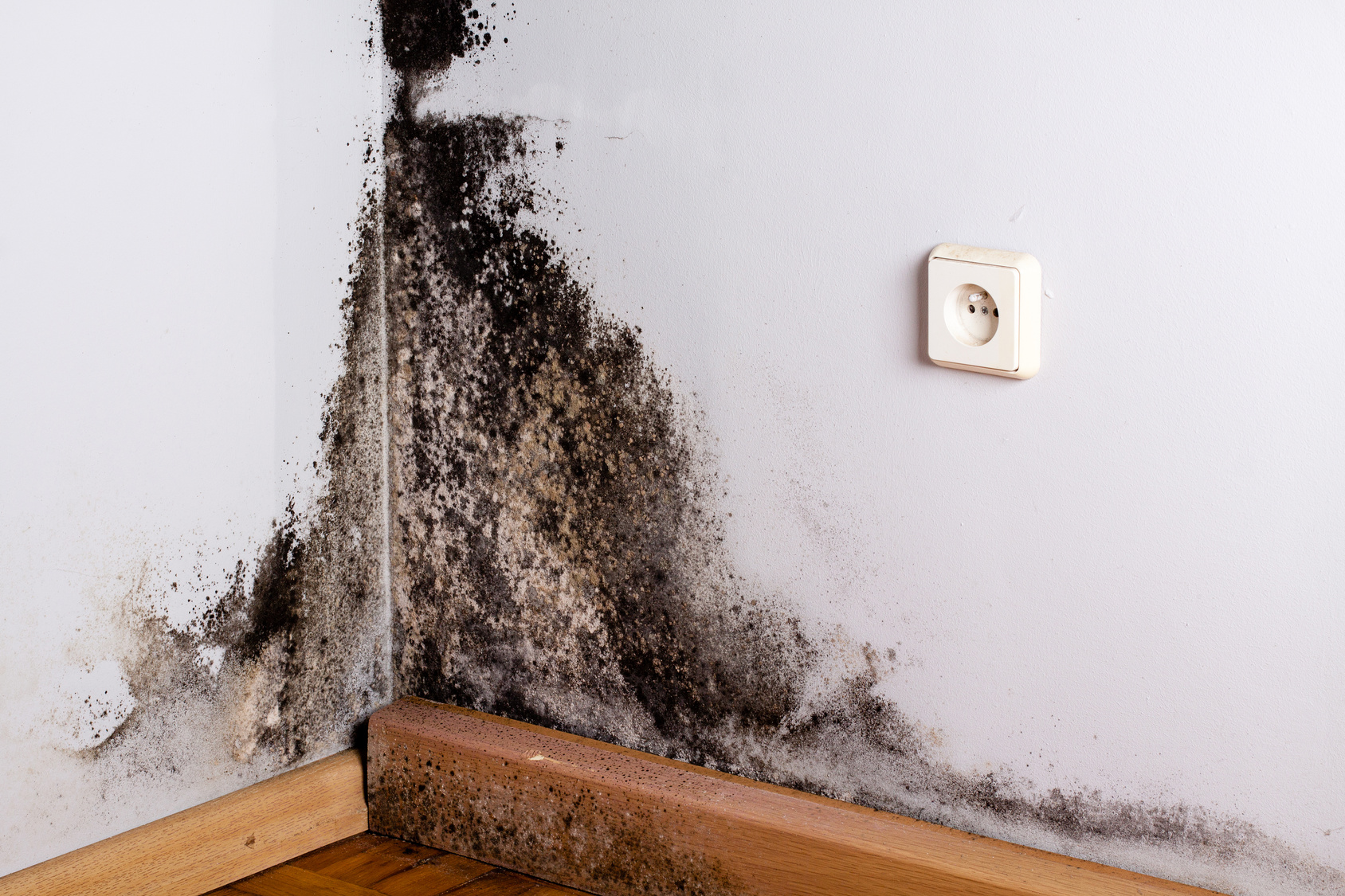 How Homeowners Insurance Covers Mold